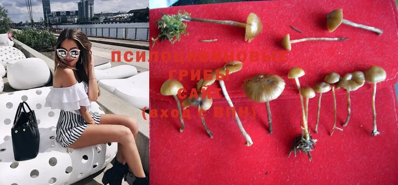 Галлюциногенные грибы Psilocybe  закладки  Нестеровская 